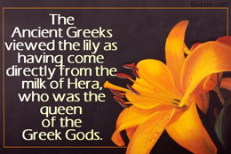 Ancient Greek belief about lilies