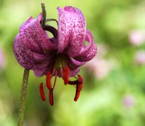 Purple Turk's Cap Lily