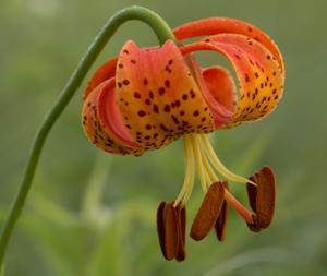 Turban Lily/ Sultan Lily