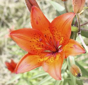 Red Tiger Lily