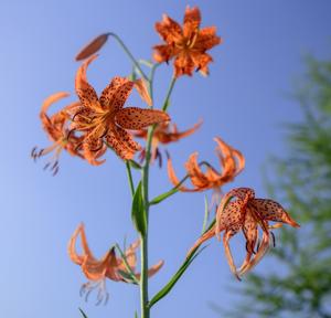 Leichtlins' Lily