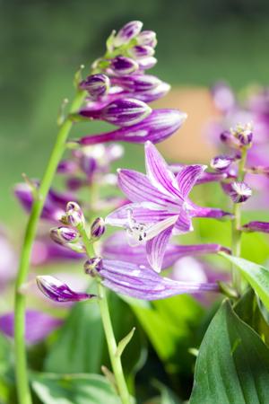 Seibold's Lily