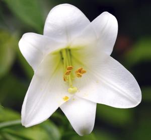 Easter Lily