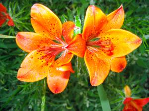 Siberian Lily