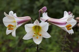 Queen of the Lilies