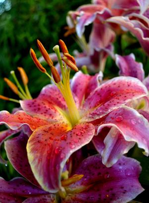 Japanese Lily
