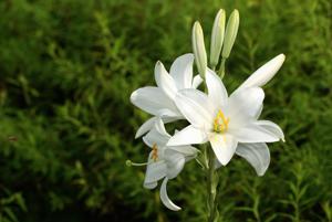 Madonna Lily