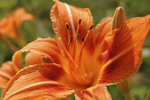 Orange Lily