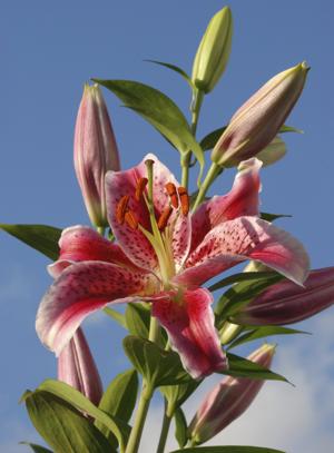 Stargazer Lily