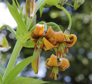 Carniolicum Lily