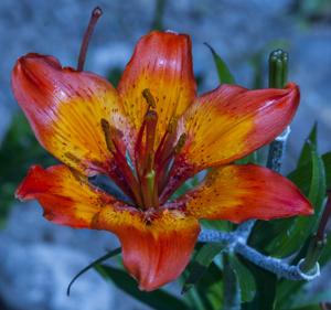 Alpine Lily