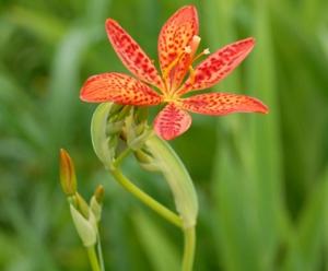 Leopard Lily