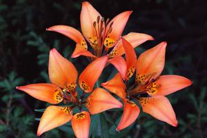 Wood Lily