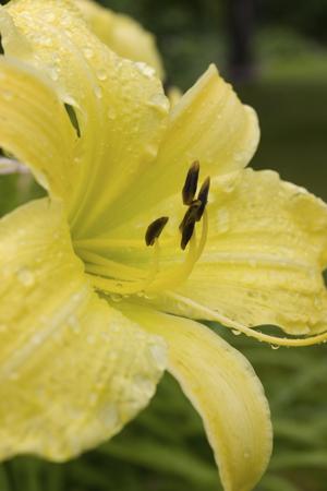 Lemon Lily