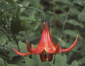 Red Canada Lily