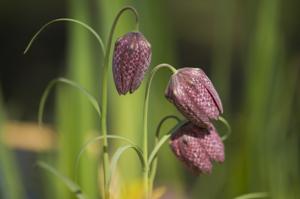 Snake Head Fritillary