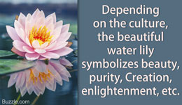 Symbolism of water lily