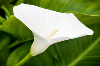 White calla lily flower