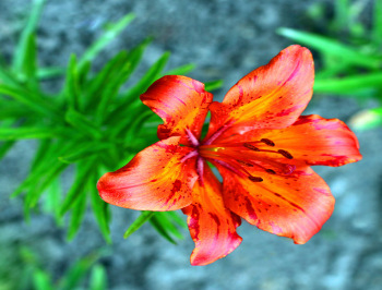 Tiger lily flower