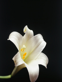 White lily flower