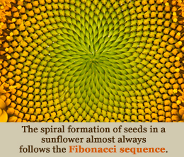 Sunflower seed fact