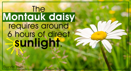 Montauk daisy care tips