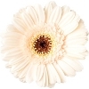 off-white gerbera with brown disc