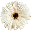 off-white gerbera with brownish-black disc