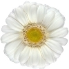 white gerbera with yellow disc