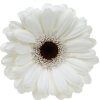 white gerbera with brownish-black disc