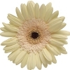 cream gerbera with brown disc and ray florets