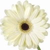 cream gerbera with brown disc