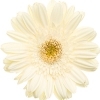 cream gerbera with yellow disc