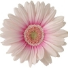 white gerbera with a pink inner ring