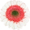 white gerbera with red ray florets