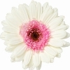 white gerbera with pink ray florets