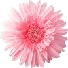 light pink gerbera with numerous petals