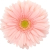 light pink gerbera with a yellow disc