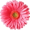 pink gerbera with yellow disc