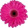 dark pink gerbera with brown disc