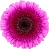 dark pink gerbera with red ray florets