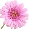 light rose gerbera