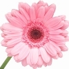 light pink gerbera with yellowish-brown disc