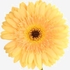 light yellow gerbera with a brown disc