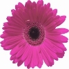 dark rose gerbera