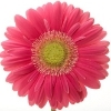 reddish-pink gerbera