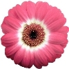 pink gerbera with a white inner ring