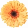 light yellow gerbera with orangish ray florets