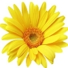 yellow gerbera with greenish disc