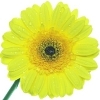 greenish-yellow gerbera with a brown disc